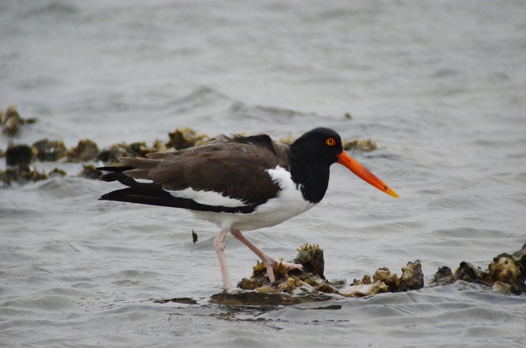 Oystercatcher, American, 2013-01034008 TX 100 near Port isabel, TX.JPG - American Oystercatcher. TX 100 near Port Isabel, TX, 1-3-2013